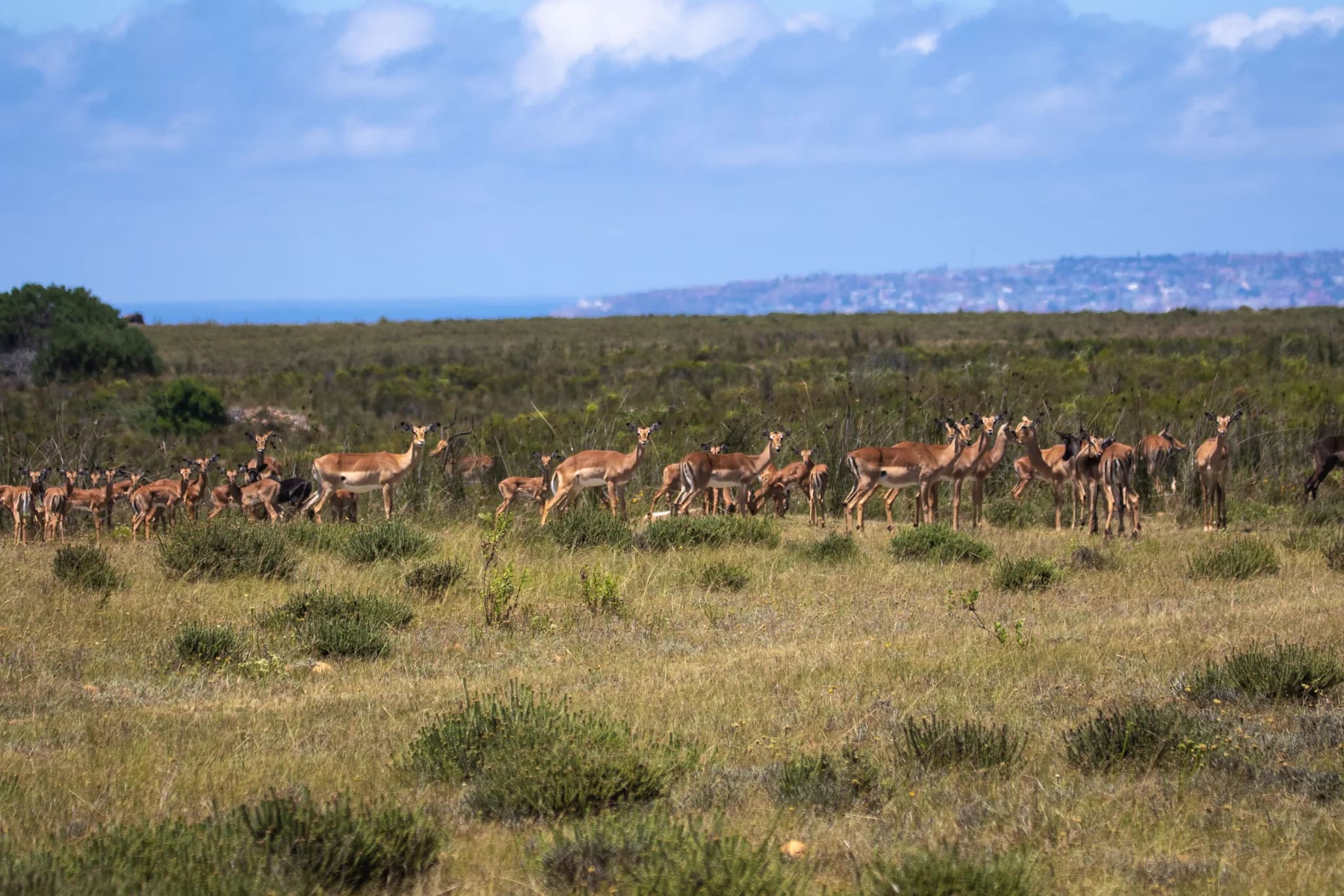 Big Five Animals: Where to See Them in South Africa – The Ultimate Safari Guide