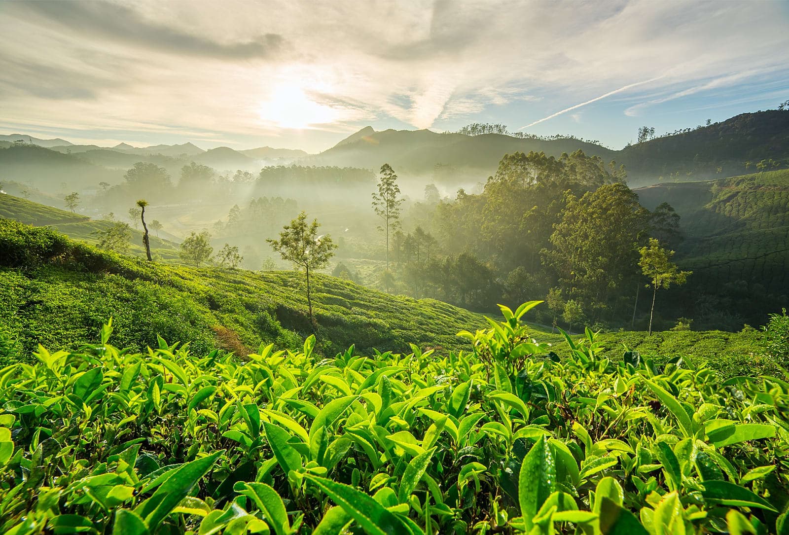 Coffee & Misty Hills