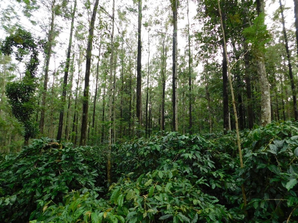 From Coffee Hills to Coastal Calm