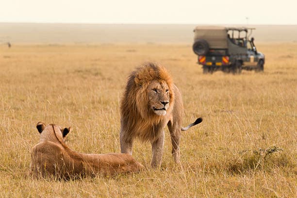 Kenya Quick-Look: Savannah Wilds & Capital Highlights