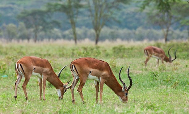 Kilimanjaro, Rift Valley & The Northern Frontier