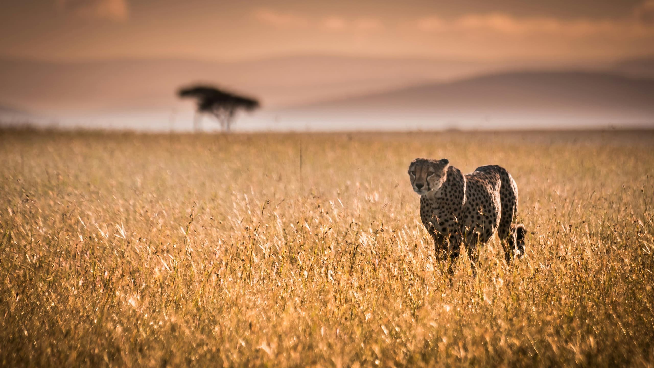 Wild Kenya & Urban Discovery