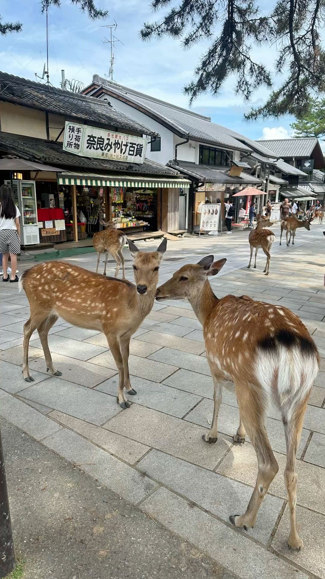 Nature Jewel of Japan