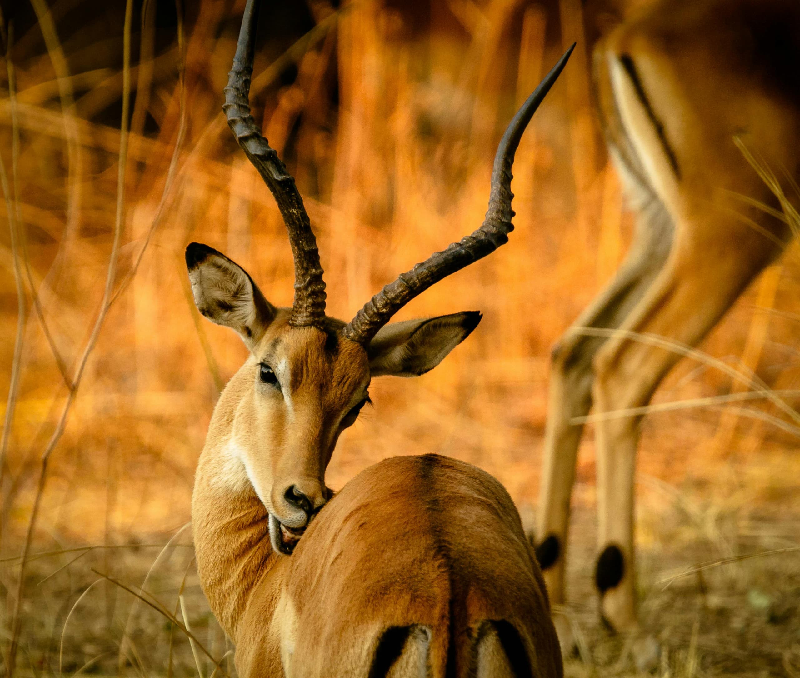 The Great Kenyan Loop - Mara, Rift Valley & Kilimanjaro