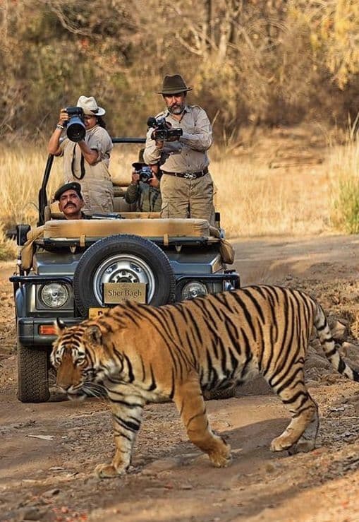 Pink City with Ranthambore