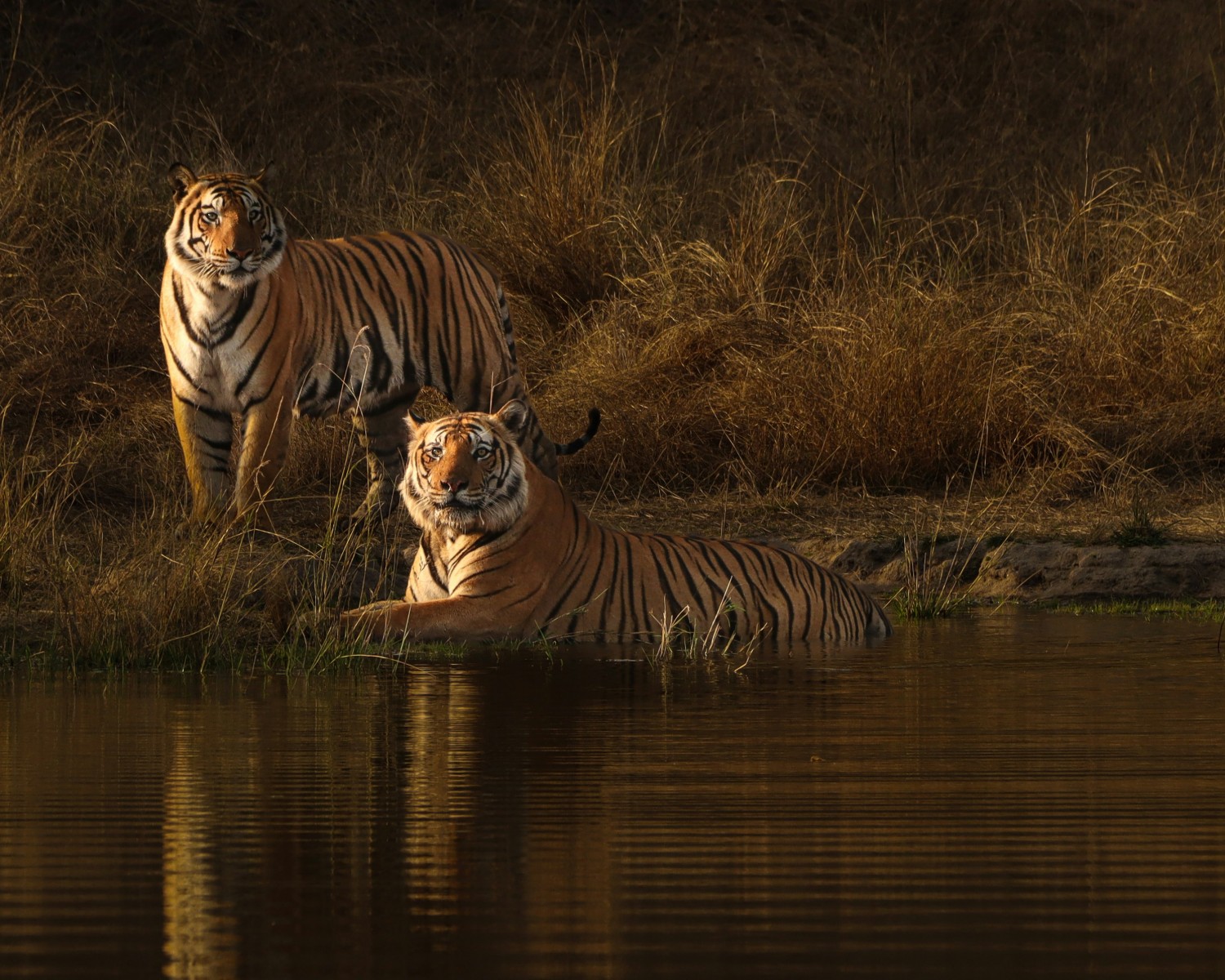 Bengal tigers in natural habitat