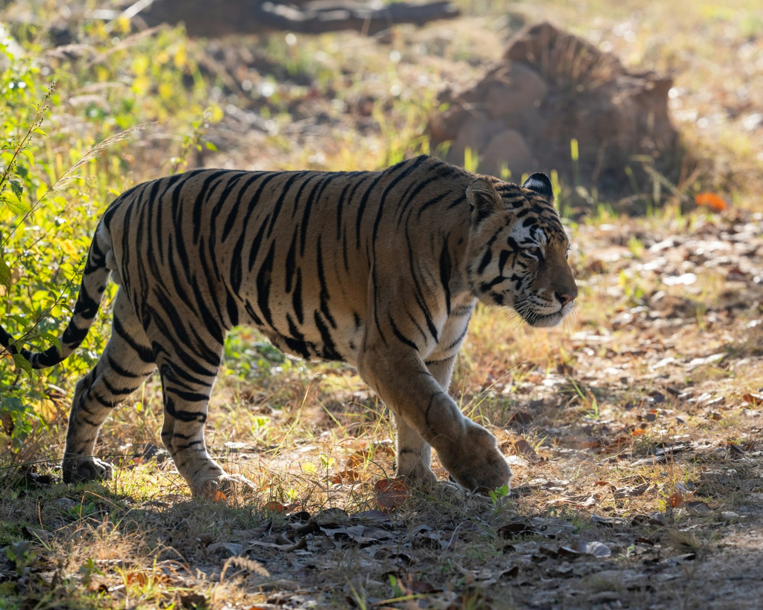 Tiger in natural habitat at Bandhavgarh National Park