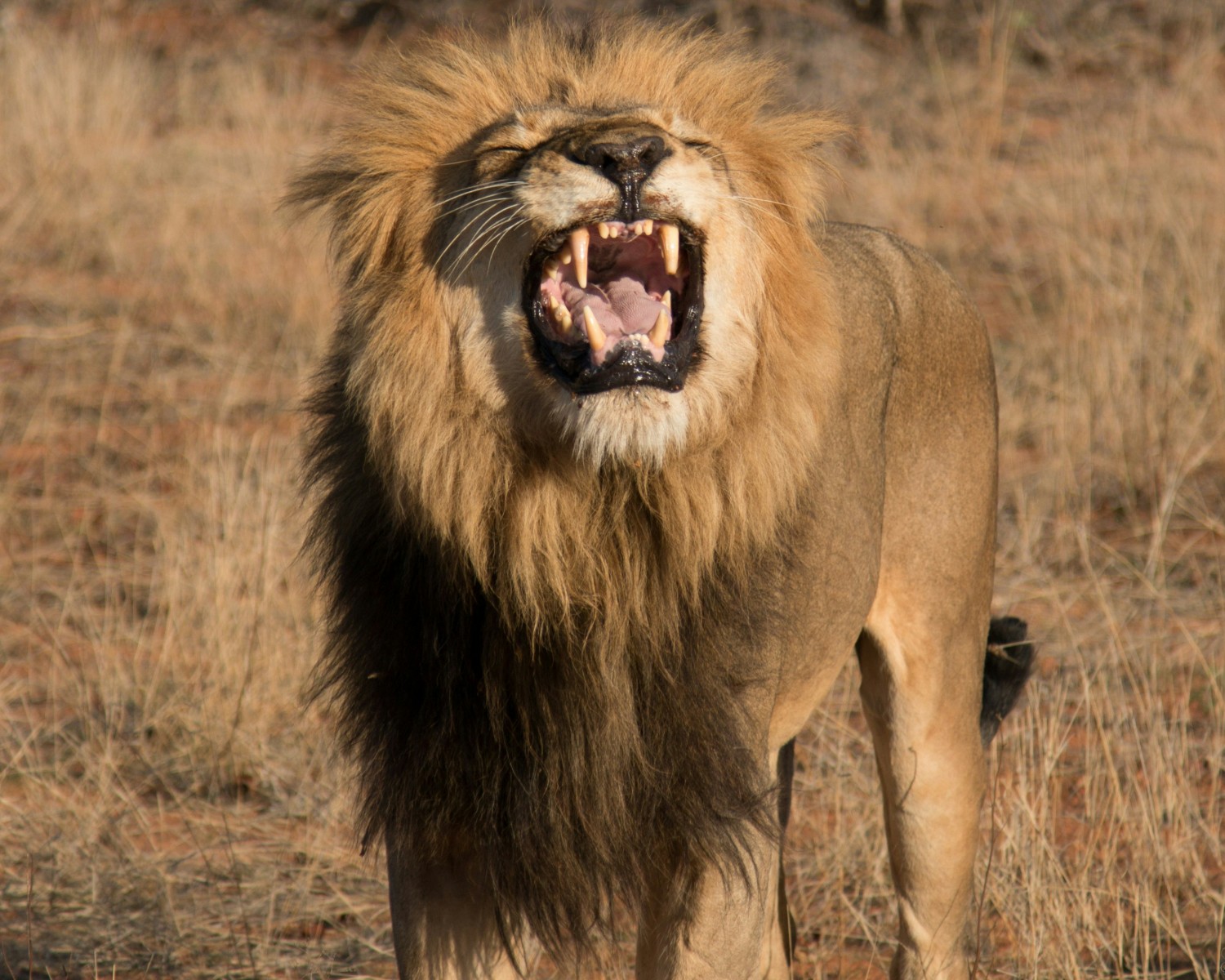 Asiatic lion in natural Gir habitat