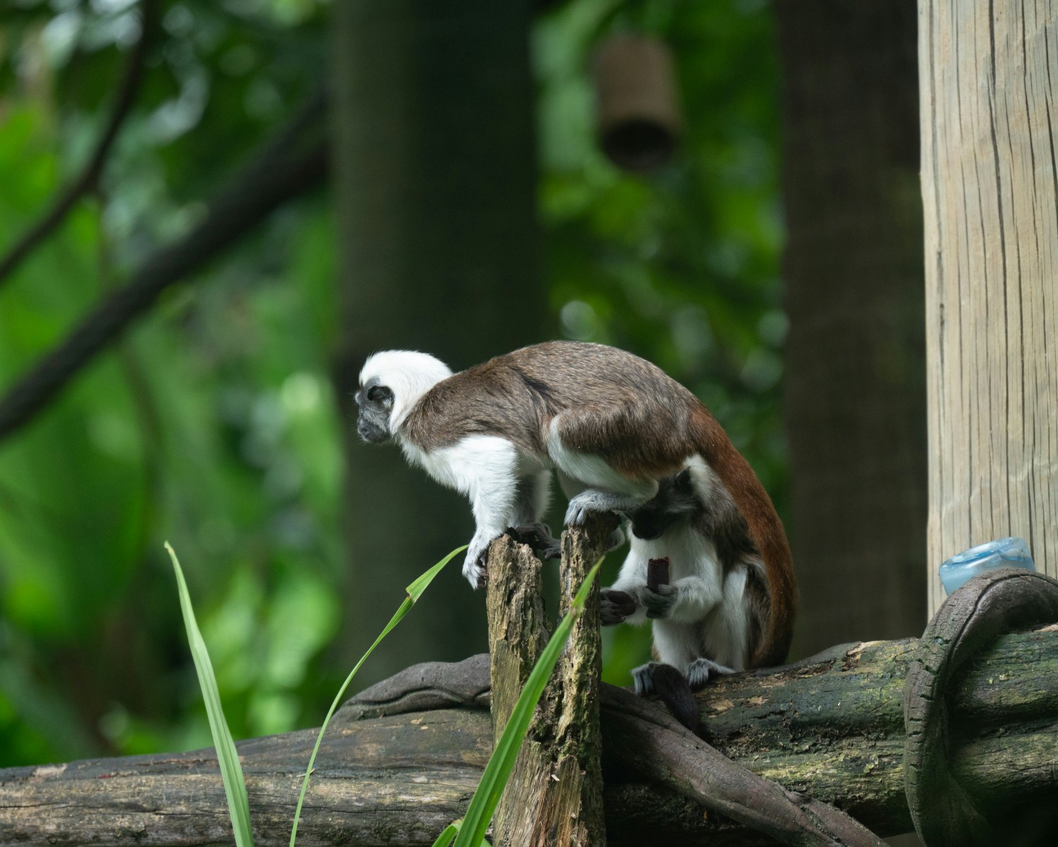 Singapore Zoo's open-concept animal habitats