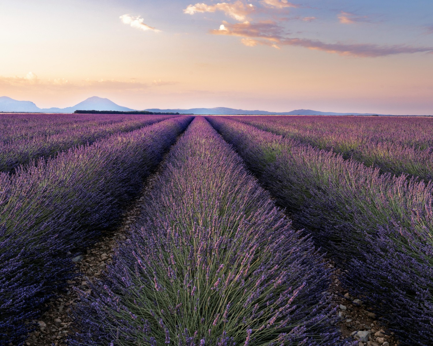 Lavender fields of Provence—purple landscapes in summer