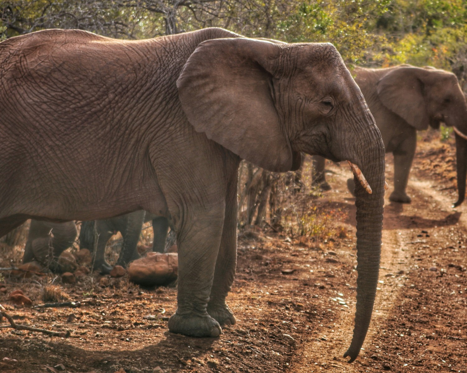 Rescued Elephants at Sanctuary