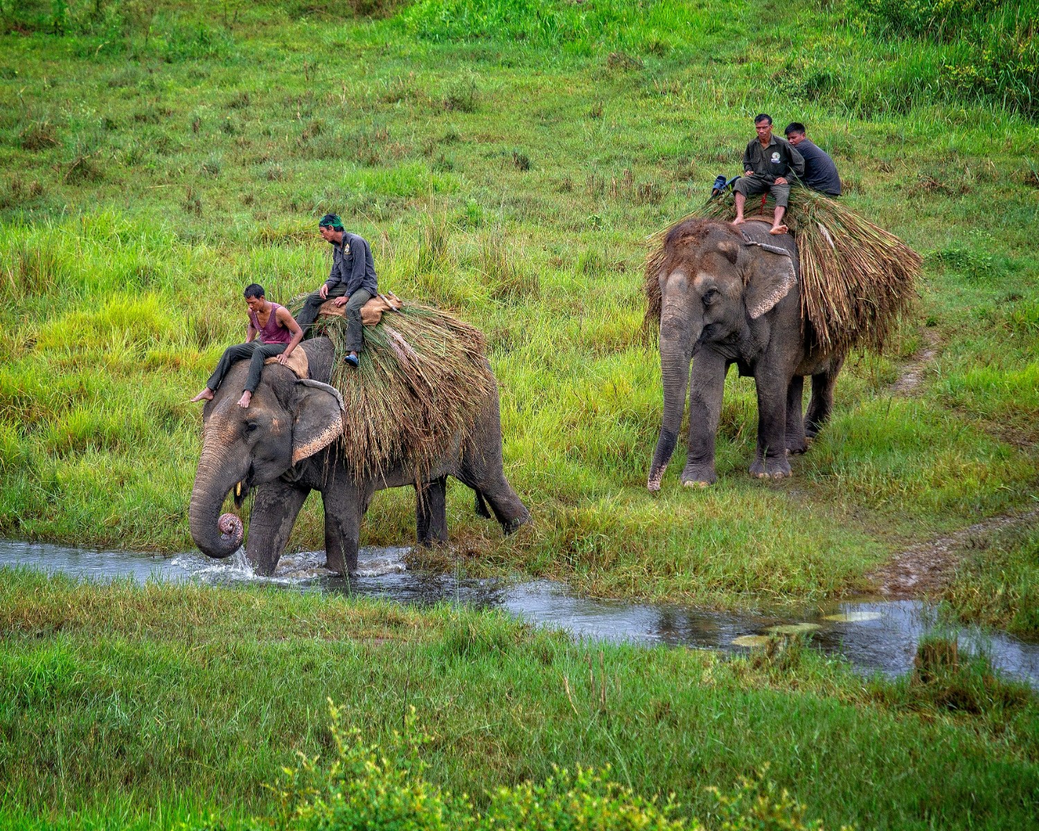 Jungle safari by elephant through Chitwan forests
