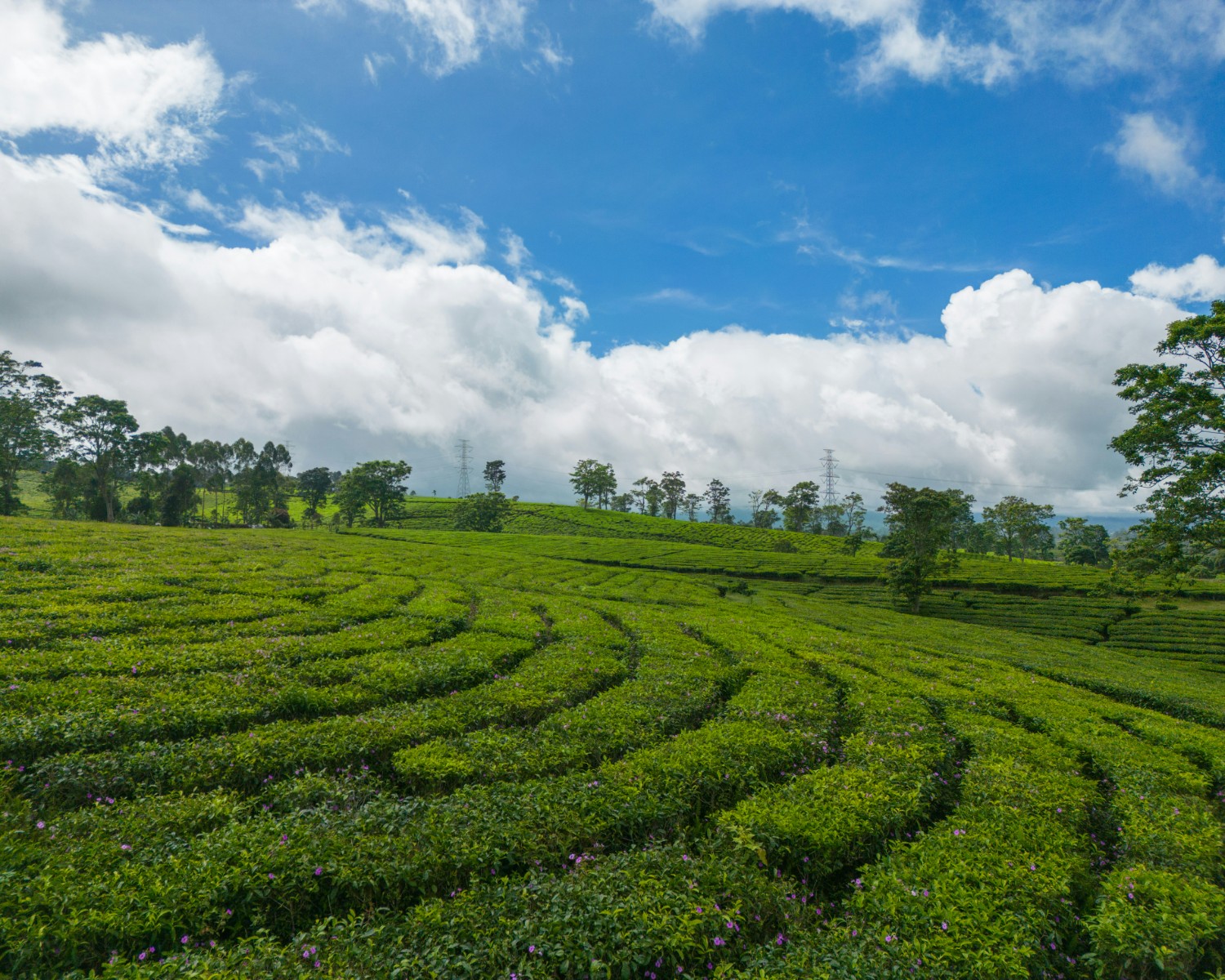 Tea plantations rolling across Sri Lanka’s central highlands