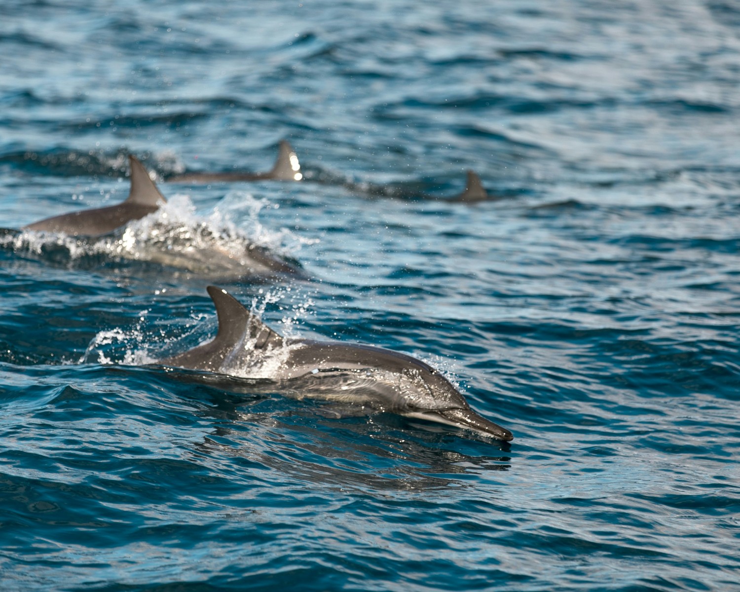 Dolphins riding the bow wave off Sri Lanka’s coast