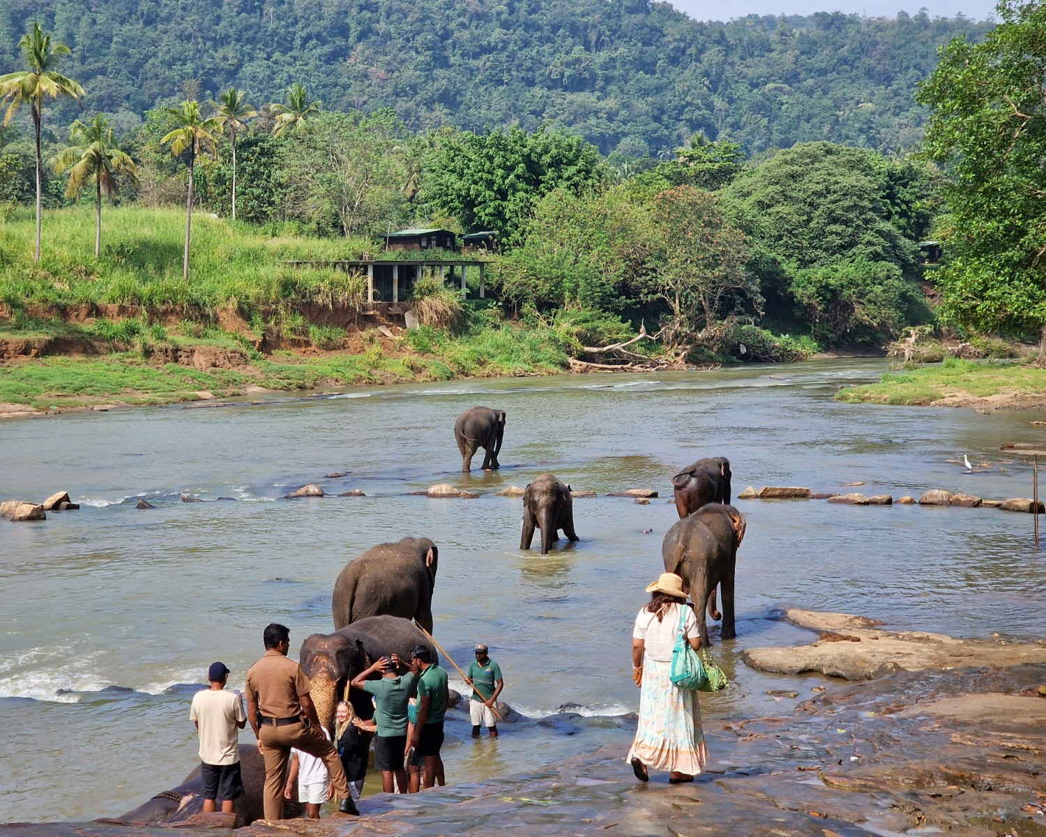 Wild elephants grazing in a Sri Lankan national park